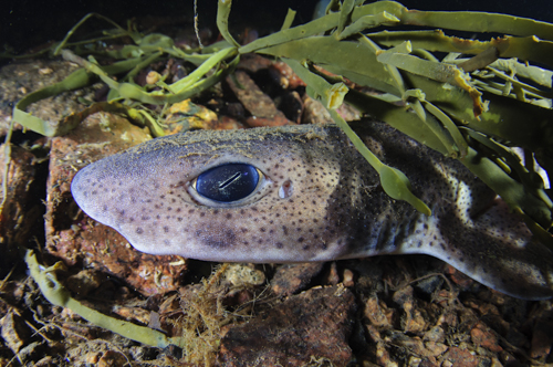 Lesser Spotted Dogfish, Dive, Oban, Scuba, Argyll