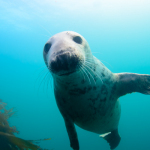 Seal, Grey, Tapti, Soa, Diving, Scuba, Wreck, Mull, Argyll, Scotland