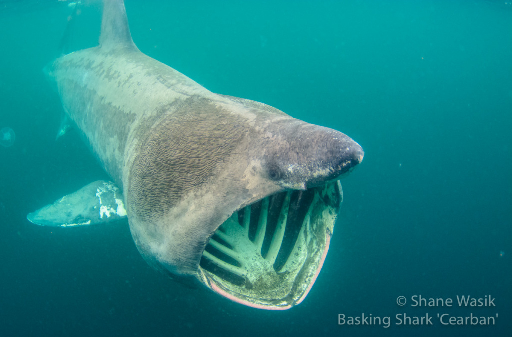 basking shark, argyll, mull, coll, tiree, scotland