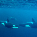 Orca, Norway, Dive, Swim, Snorkel